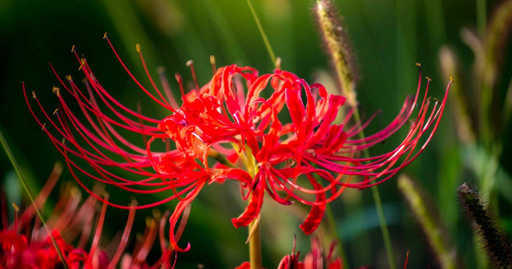 寺院と神社では宗教的な違いにより、さまざまな点で異なります。